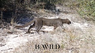 El Encuentro con la Vida  Onza Jaguarundi Puma Pecarí Zorro Venado  Fototrampeo  HD  Mexico [upl. by Hiltan933]