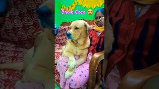 Bhole Coco 😍song music doglover labrador coco love dog cute trending trend pets animals [upl. by Enait619]