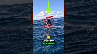 Je demande la VAR chassesousmarine fishing oceanfishing shortswithzita YouTubeCreatorCommunity [upl. by Sethi]