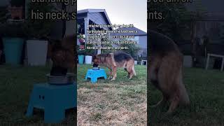 Things I do to help my dog with hip dysplasia dogtips shorts [upl. by Laktasic530]