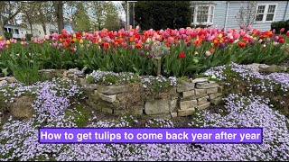 How to get tulips to come back year after year [upl. by Airrehs473]