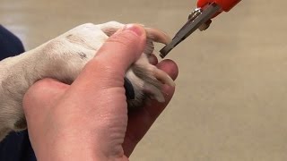 How to Trim Dogs Nails  Canine Nail Trim [upl. by Dazhahs]