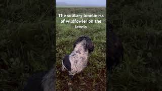 Wildfowling on the Somerset levels duckshooting duckhunters wildfowling [upl. by Ylicis]