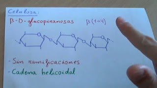 Celulosa  Biología [upl. by Sirkin148]