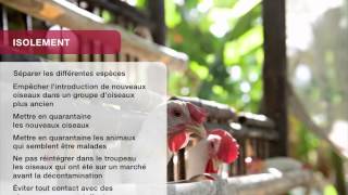 Aviculture familiale – Introduction aux mesures de biosécurité dans les élevages [upl. by Birgit]