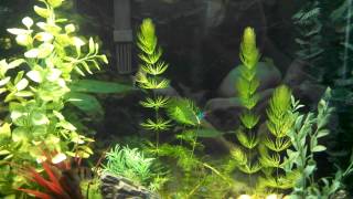 Trimmed and replanted Hornwort [upl. by Nissensohn480]