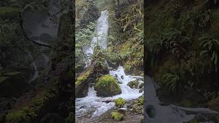 Merriman Falls at Quinault Rain Forest  Washington Peninsula [upl. by Eeryt]