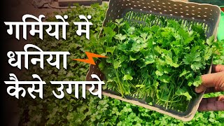 गर्मी में धनिया कैसे उगाये  Garmi Me Dhaniya Kaise Ugaye  How To Grow Coriander In Summer Season [upl. by Eiramyelhsa]