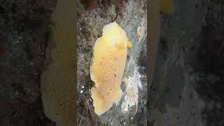 Tide pooling on the Oregon Coast tidepools oregon pnw ocean nudibranch marinelife [upl. by Akerdal]