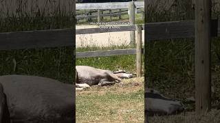 My one eyed pony is stuck UNDER a fence pony welshpony equestrian equestrianlife horse [upl. by Orabla]