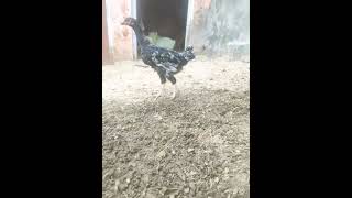 aseel murgi 6 month mart hen aseel murga channel [upl. by Derwood625]