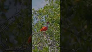 Experience Serenity at Curaçaos Rif Mangrove Park shorts [upl. by Lebiralc240]