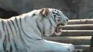 White Tiger Growls [upl. by Tootsie473]