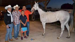 EL CORRIDO DE SALVADOR LOPEZ  AARON CHAVEZ [upl. by Vicki978]