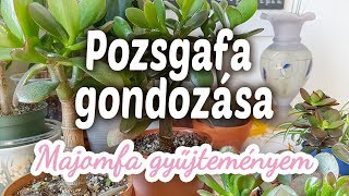 Pozsgafa Majomfa gondozása  Pozsgafa gyűjteményem [upl. by Amihsat]