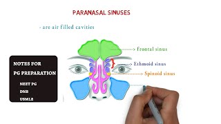 paranasal sinuses  maxillary  ethmoid sphenoid frontal  notes [upl. by Venice]