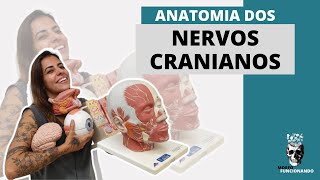 ANATOMIA DOS NERVOS CRANIANOS 6 [upl. by Ezara716]