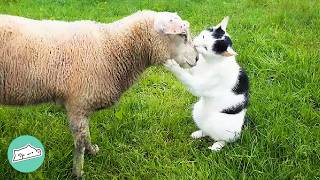 Stray Cat Looks After Sheep Like The Best Shepherd  Cuddle Buddies [upl. by Hafital421]