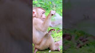 Baby Monkey So Cute animals babyanimal babymonkey cute monkeyboy [upl. by Esli]