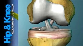 The Anterior Cruciate Ligament What is it amp what does it do [upl. by Sisile809]