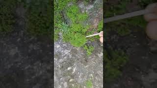 nature gardenplants garden algae algerie shorts short trending gardenflowers naturelovers [upl. by Akisey276]