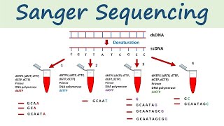 Sanger Sequencing  DNA sequencing method [upl. by Maryanne303]