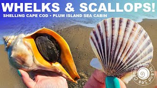 BIG Shell finds  Whelks amp Scallop Shells  Cold Water Shelling Cape Cod Ma  PlumIslandSeaCabin [upl. by Atnas]