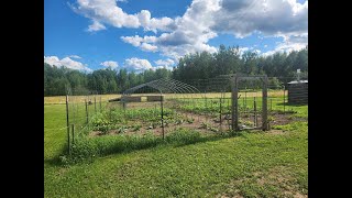 THE FARMHOUSE Cattle Shelter Weeding the garden Cleaning the workshop Rain Fruit trees Mowing [upl. by Ffej]