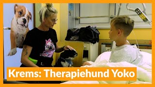 Krems Therapiehund Yoko muntert junge Patienten auf [upl. by Trina]