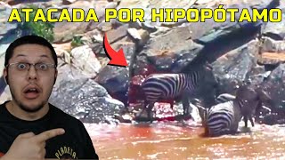 Hipopótamo acerta mordida em cheio na zebra [upl. by Rosenfeld]