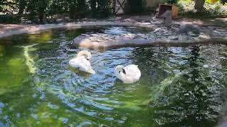 Trumpeter swans [upl. by Bristow537]