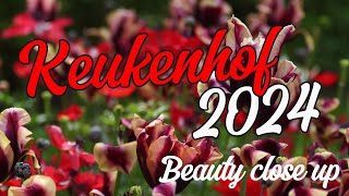 Keukenhof 2024 Beauty Close Up [upl. by Allimak232]