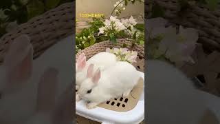 Aksia bovotkanakan opqolila pashti suvtekin quyon quyonboqish rabbit [upl. by Innavoij126]