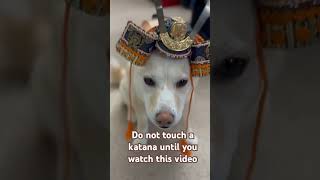 Shogun Shiba Inu explains about katana shiba dog [upl. by Luwana]