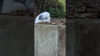 Old English Sheepdog hide and seek bartonbear bobtail oldenglishsheepdog [upl. by Lennahs]