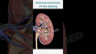 internal structure of the kidney [upl. by Nnail]