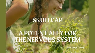 Skullcap  A Plant Ally for the Nerves [upl. by Effie]