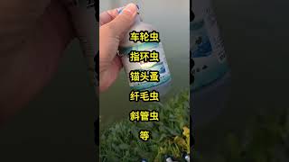 92 只要在池塘用上它，再也不用担心寄生虫鱼病防治 水产养殖 寄生虫 [upl. by Darcie]