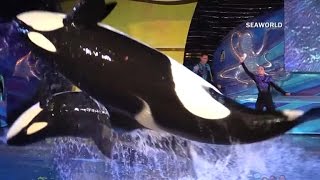 SeaWorld ending killer whale shows in San Diego [upl. by Fontes]