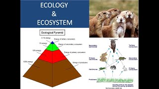 ECOLOGY amp ECOSYSTEM [upl. by Tennes]