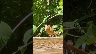 Mommy Cardinal Amber Followed By Parasitic Cowbird Chick cardinalbird cowbirdbirders birdinglife [upl. by Egwan]