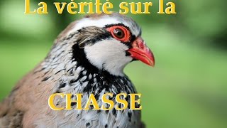 Perdrix élevè pour être massacré par les chasseurs [upl. by Dubois]