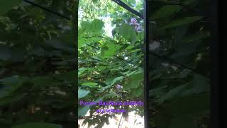 Bauhinia variegata  Purple orchid bloom outside window [upl. by Akimihs]