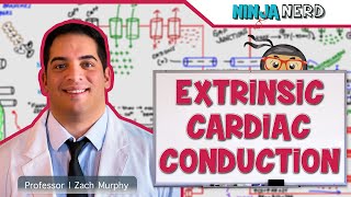 Cardiovascular  Electrophysiology  Extrinsic Cardiac Conduction System [upl. by Ylliw]