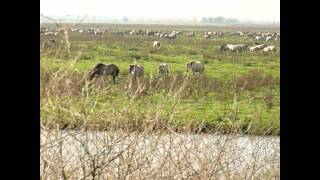 Oostvaardersplassen Nature Reserve in the Netherlands [upl. by Eisenhart]