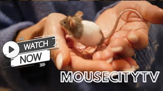 Tiny Friend Pixie A Domestic Mouses Sweet Moments  MouseCityTV [upl. by Noiztneb]