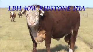 Lilybrook Herefords LBH 40W RIBSTONE 171A summer 2015 [upl. by Yrreb]