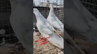 Saleti Kamagar Pathe For Sale highflyingpigeons kamagarkabootar pigeon [upl. by Aronael960]