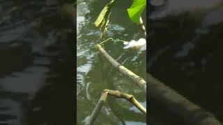 ❤River fishing😍part2😯youtubeshortsforyoutrendingfish🐠🐠shortviral video😇 [upl. by Avuha729]