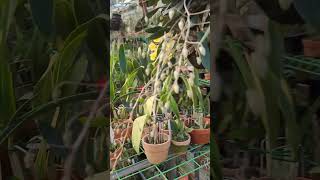 Dendrobium lindleyi 덴드로비움 린들레이 9송이중2송이째개화 2024년 7월 21일 [upl. by Ahset]